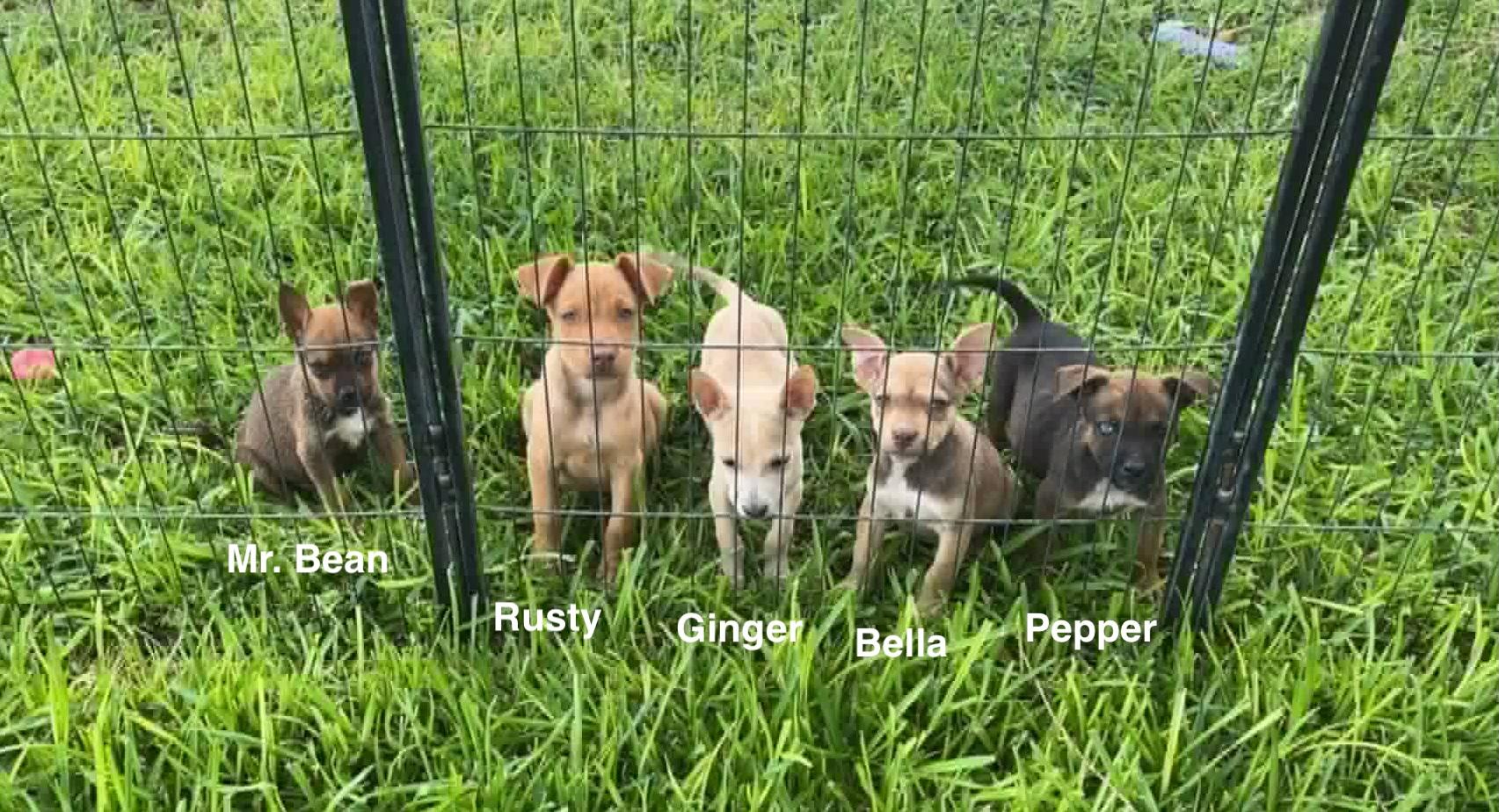 Pepper, a Adoptable mixed breed in Paramus, NJ image 3/6
