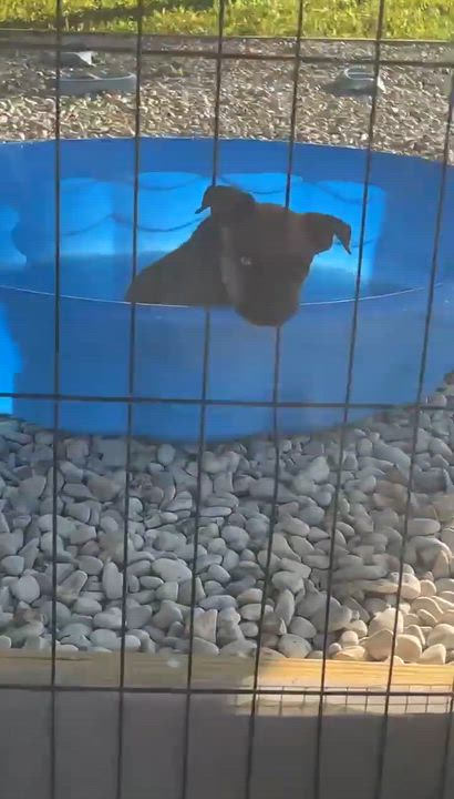 Enlarge Pepper, a Adoptable mixed breed in Paramus, NJ video 4/6