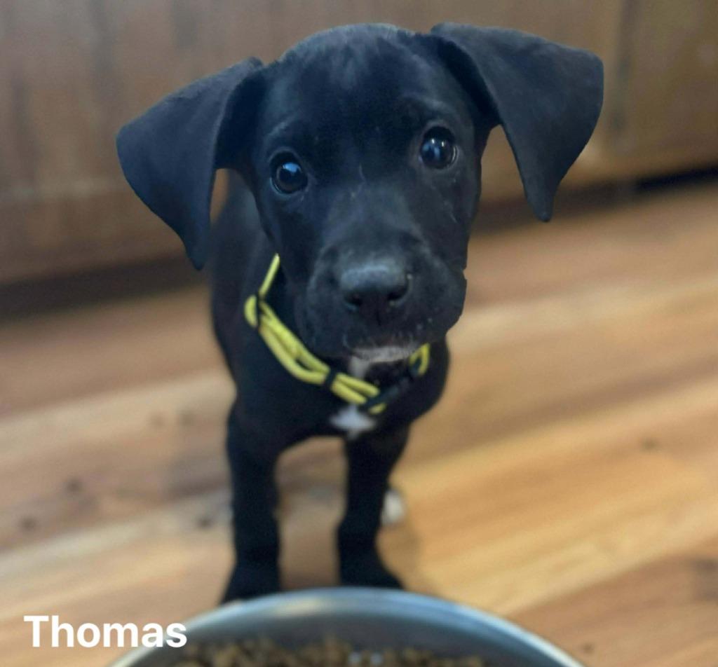 Thomas, Adoptable, Puppy Male Mixed Breed.