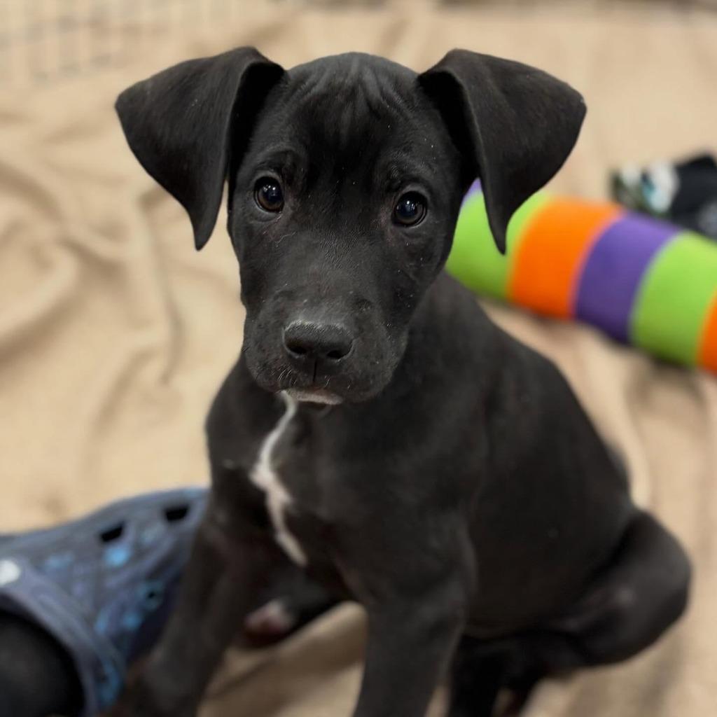 Thomas, a Adoptable mixed breed in sun prairie, WI image 2/3