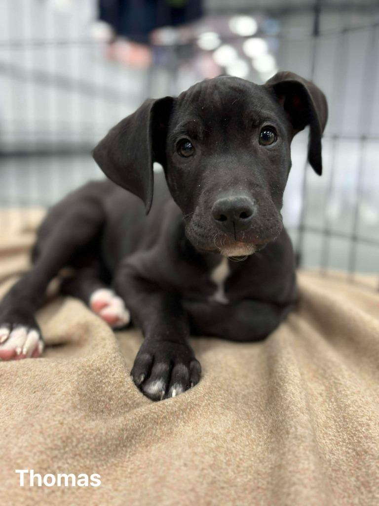 Thomas, a Adoptable mixed breed in sun prairie, WI image 3/3