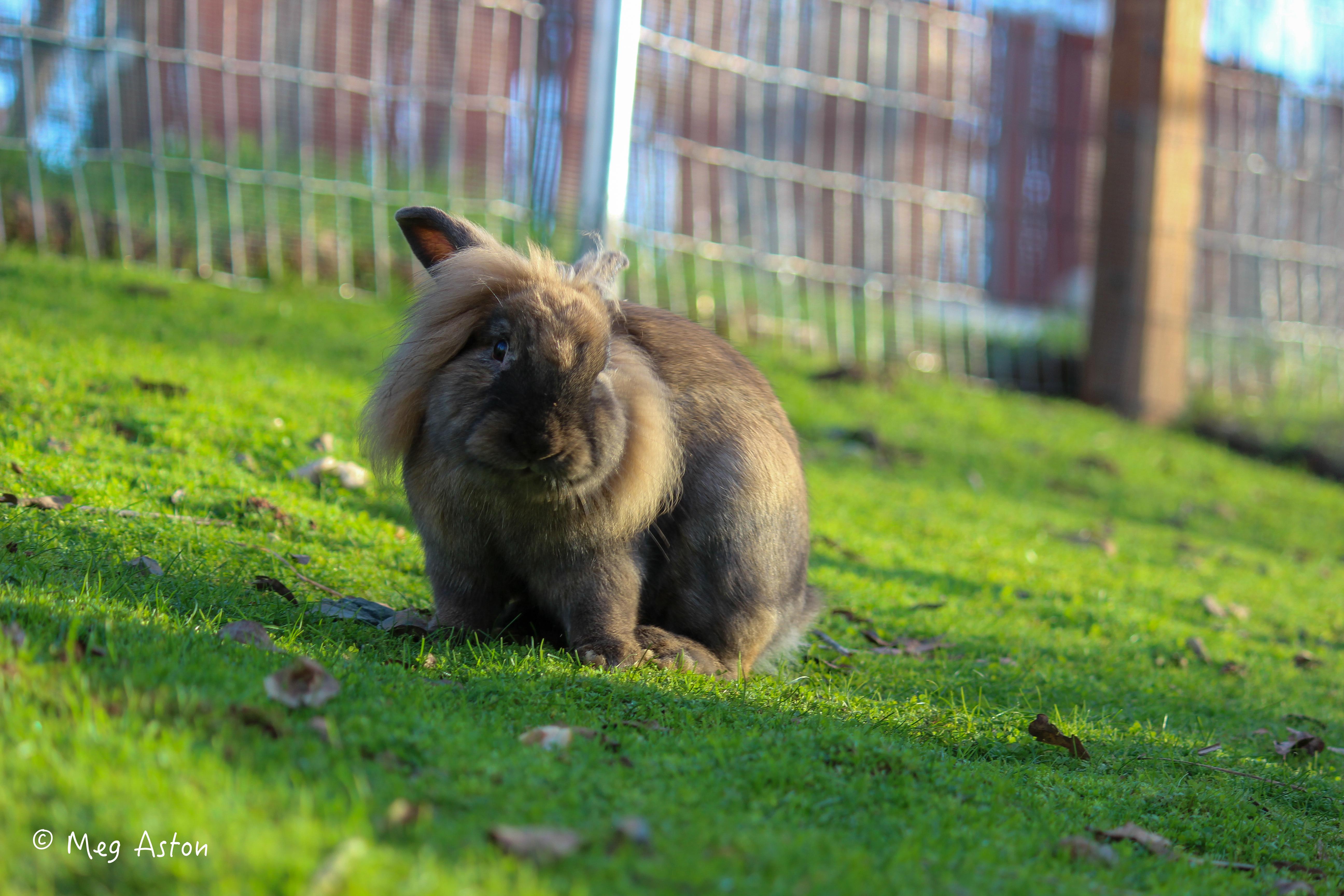 Peter, Adoptable, Young Male Cinnamon & Lionhead.