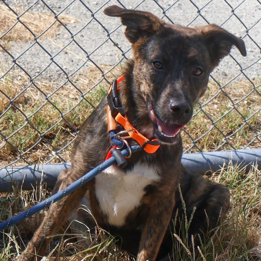 Enlarge Lacy, a Adopted mixed breed in Hollister, MO image 4/5