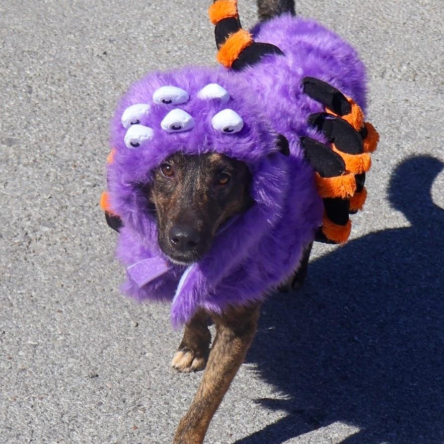 Enlarge Lacy, a Adopted mixed breed in Hollister, MO image 2/5