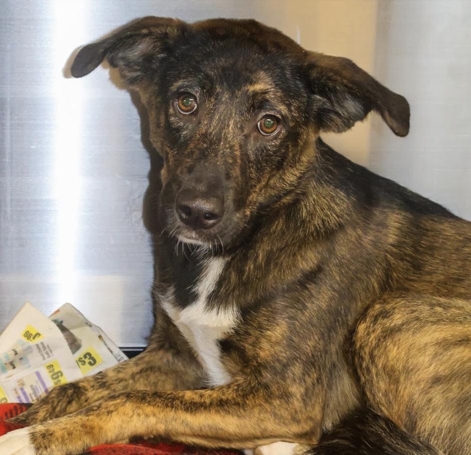 Enlarge Lacy, a Adopted mixed breed in Hollister, MO image 3/5