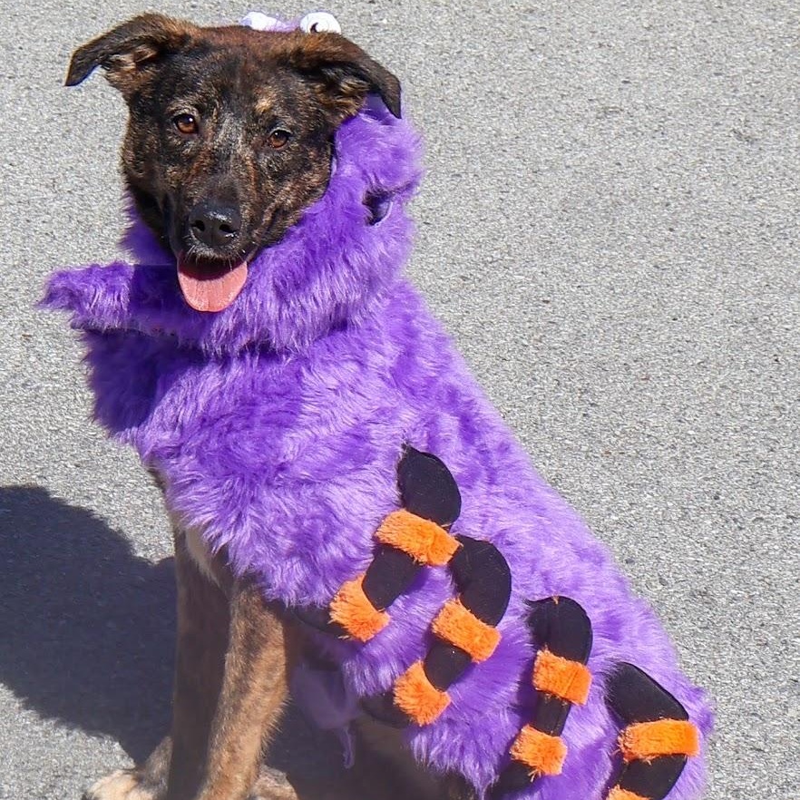Lacy, Adopted, Puppy Female Shepherd.