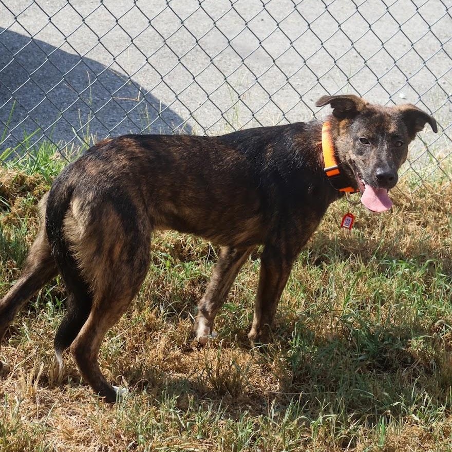 Enlarge Lacy, a Adopted mixed breed in Hollister, MO image 5/5
