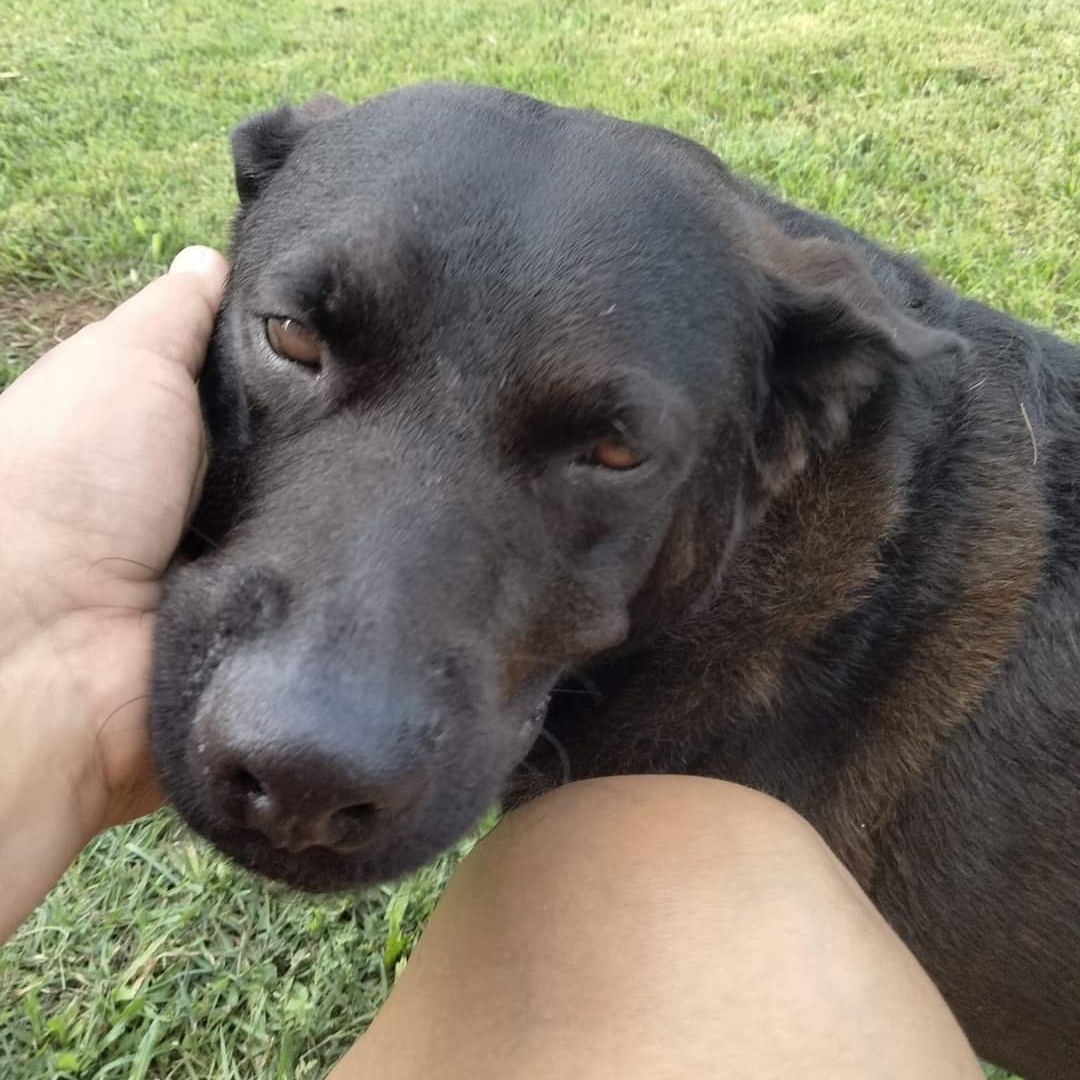 Enlarge EBONY " Only love." (Currently in Puerto Rico), a Adoptable Labrador Retriever in New York, NY image 1/6