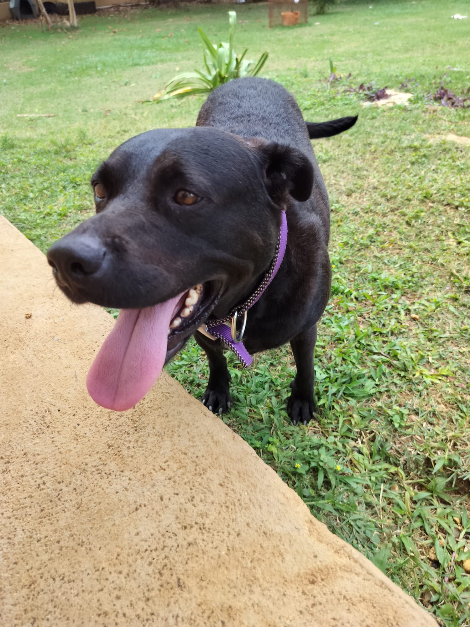 Enlarge EBONY " Only love." (Currently in Puerto Rico), a Adoptable Labrador Retriever in New York, NY image 4/6