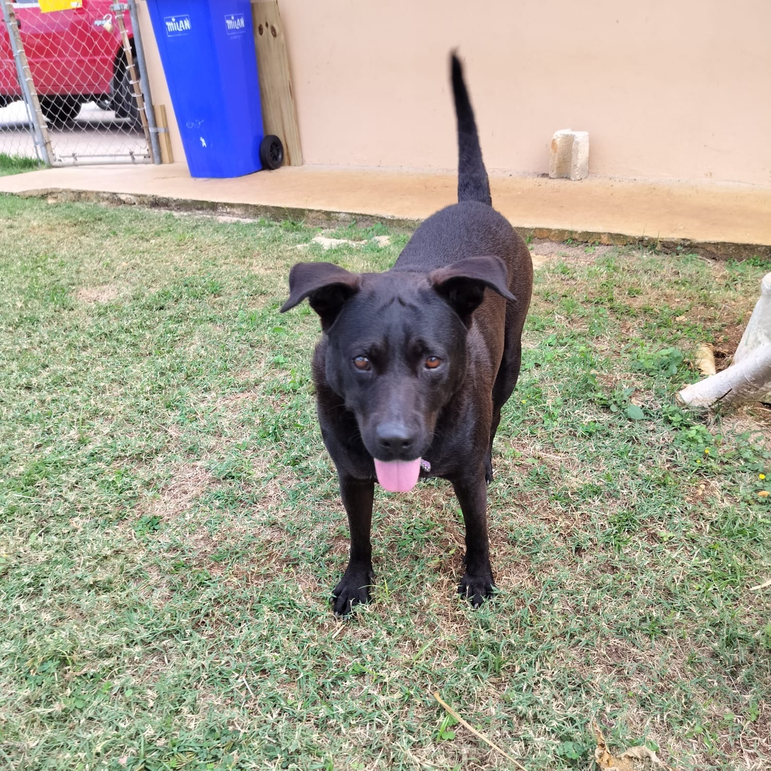 Enlarge EBONY " Only love." (Currently in Puerto Rico), a Adoptable Labrador Retriever in New York, NY image 2/6