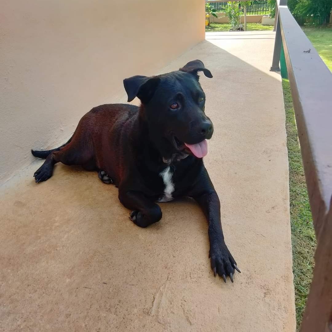 Ebony " Only Love." thumbnail 4