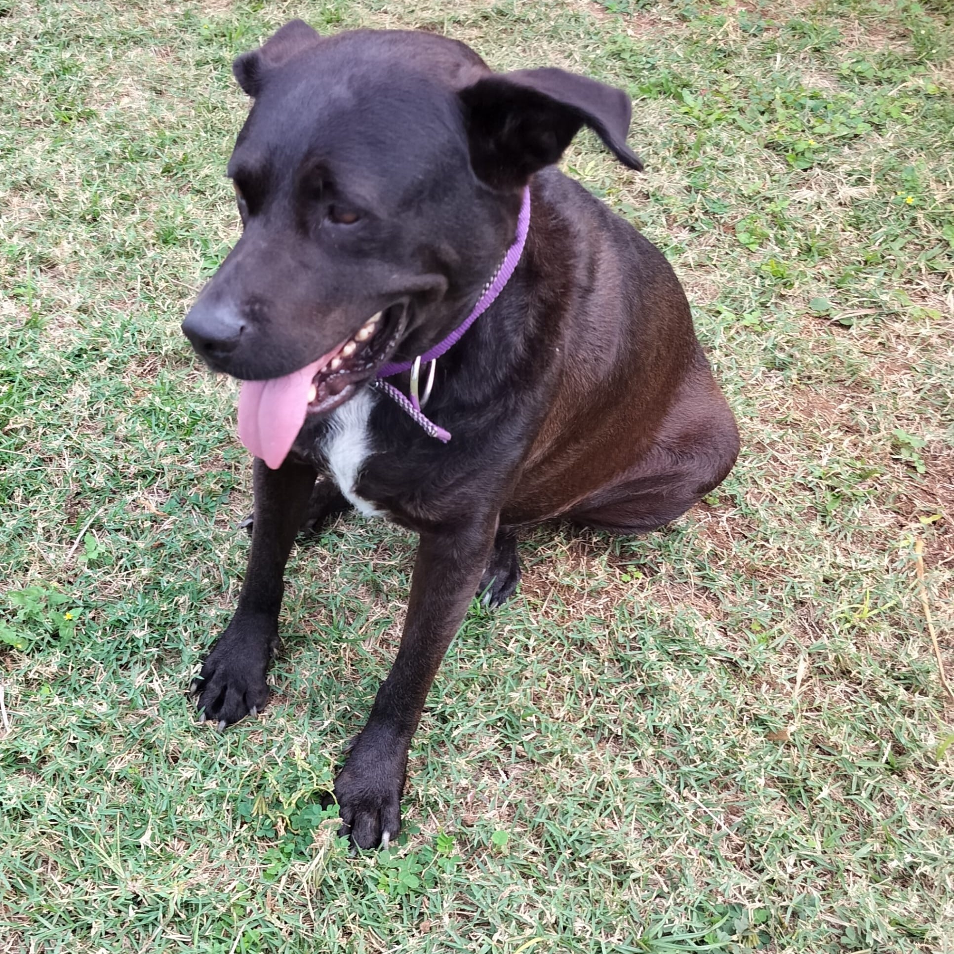 Enlarge EBONY " Only love." (Currently in Puerto Rico), a Adoptable Labrador Retriever in New York, NY image 5/6
