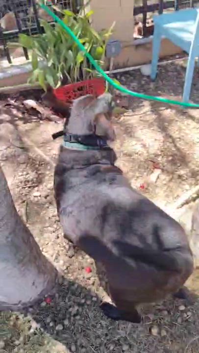 Enlarge EBONY " Only love." (Currently in Puerto Rico), a Adoptable Labrador Retriever in New York, NY video 6/6