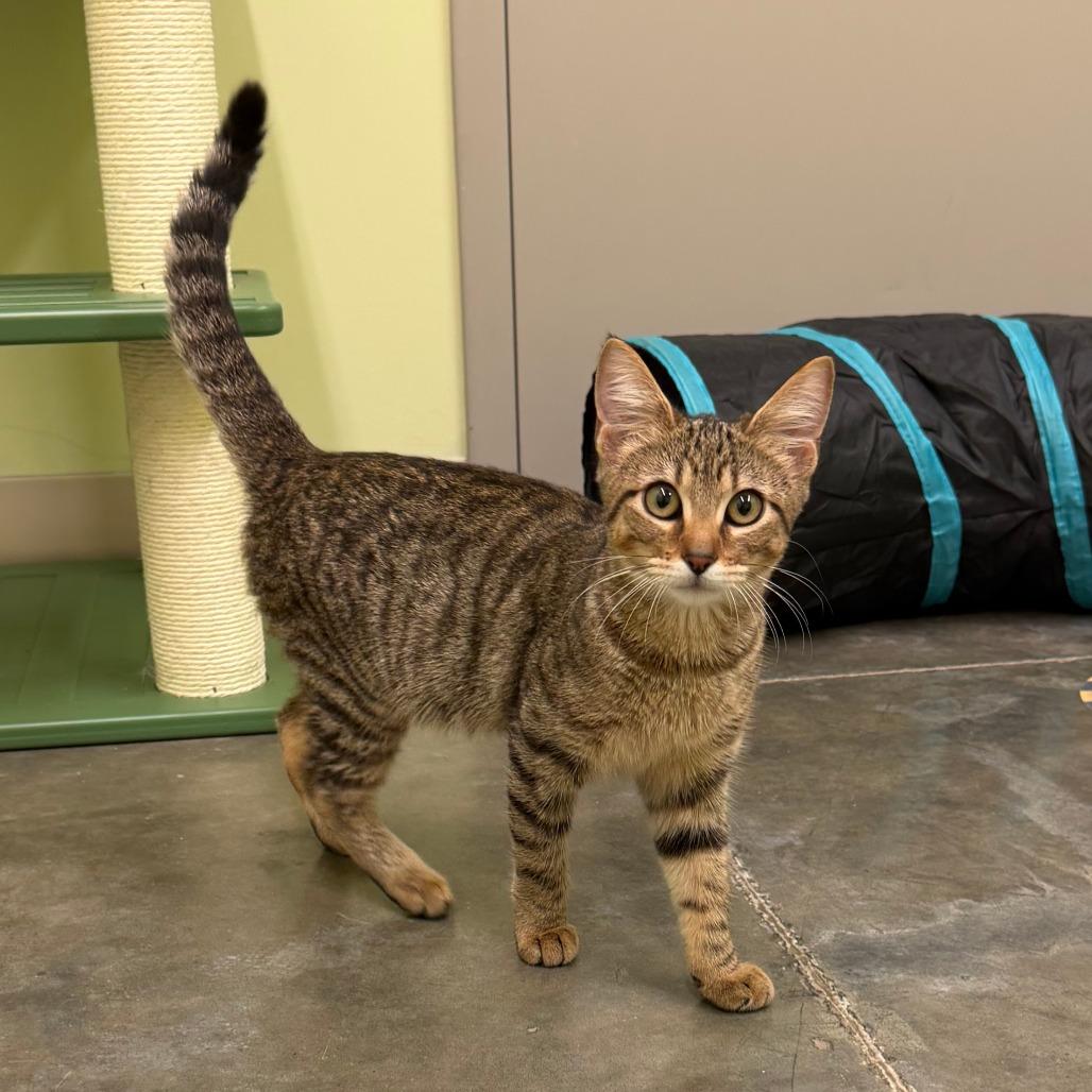 Enlarge Sophie, a Adoptable Domestic Short Hair in Manhattan, KS image 1/4