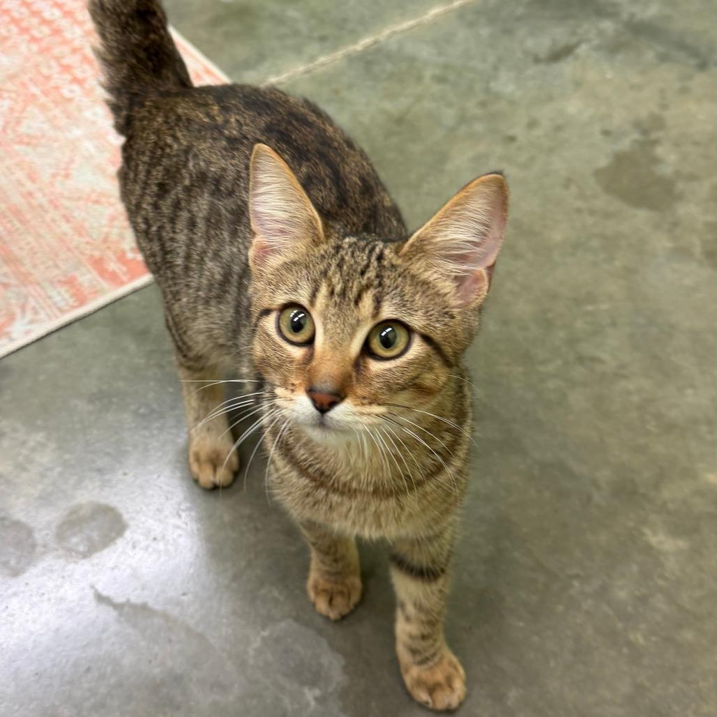 Enlarge Sophie, a Adoptable Domestic Short Hair in Manhattan, KS image 2/4