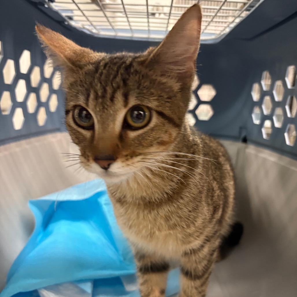 Enlarge Sophie, a Adoptable Domestic Short Hair in Manhattan, KS image 3/4