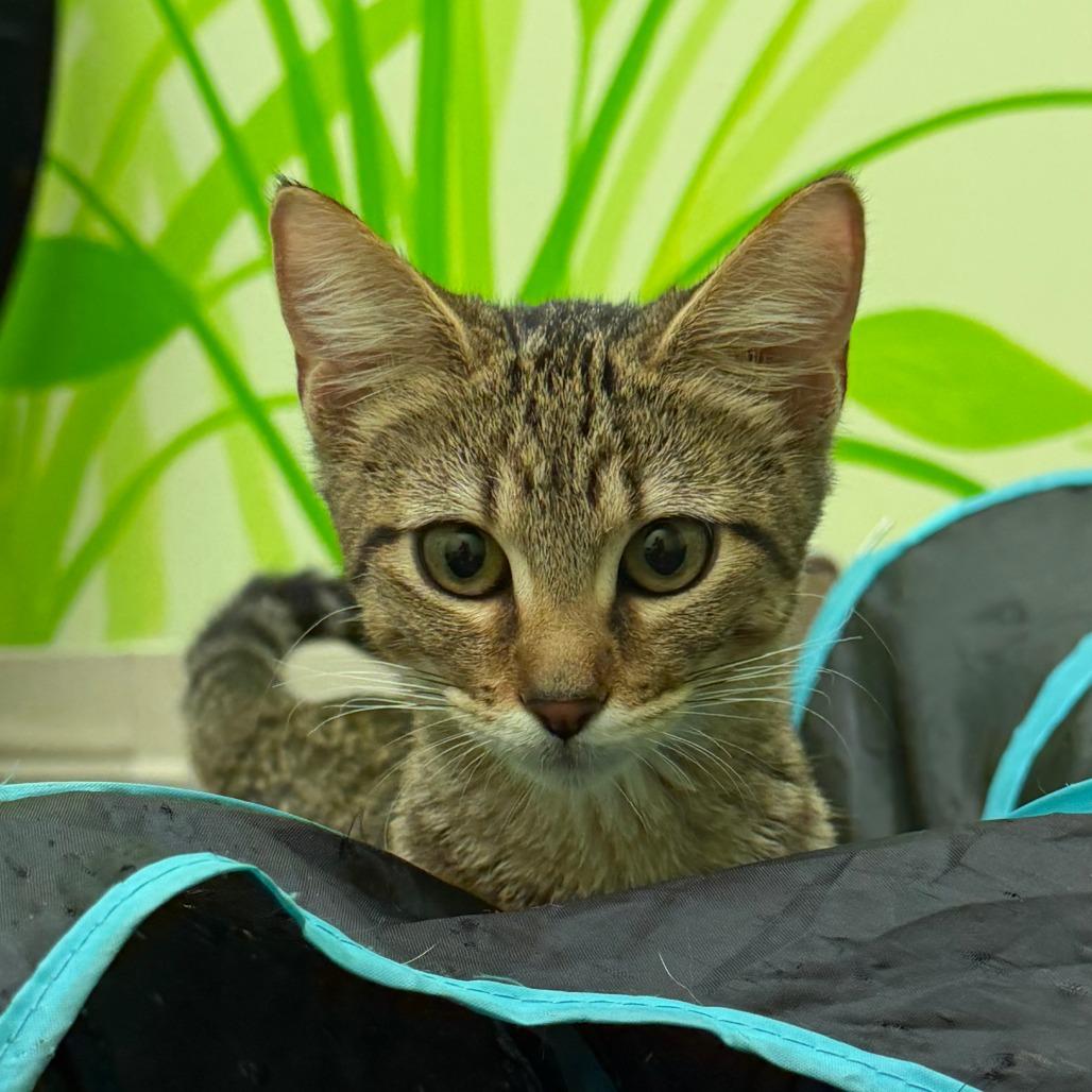 Enlarge Sophie, a Adoptable Domestic Short Hair in Manhattan, KS image 4/4