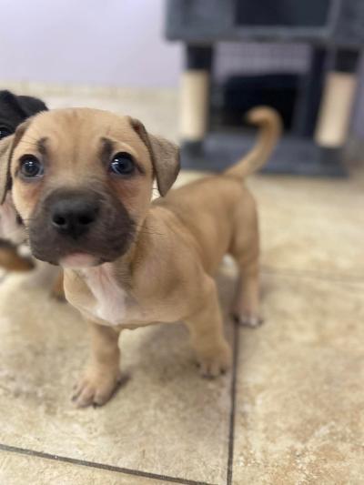 Enlarge Rose - pending, a ADOPTABLE mixed breed in Fort Wayne, IN image 2/3