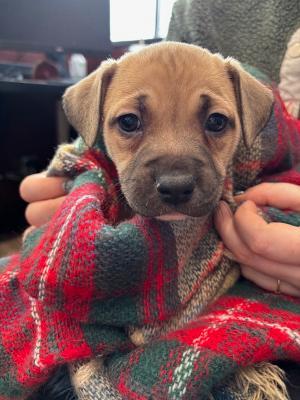 Rose - pending, ADOPTABLE, Puppy Female Mixed Breed.