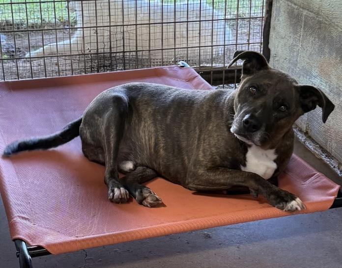 Bondurant, Adoptable, Adult Male Pit Bull Terrier & Labrador Retriever.