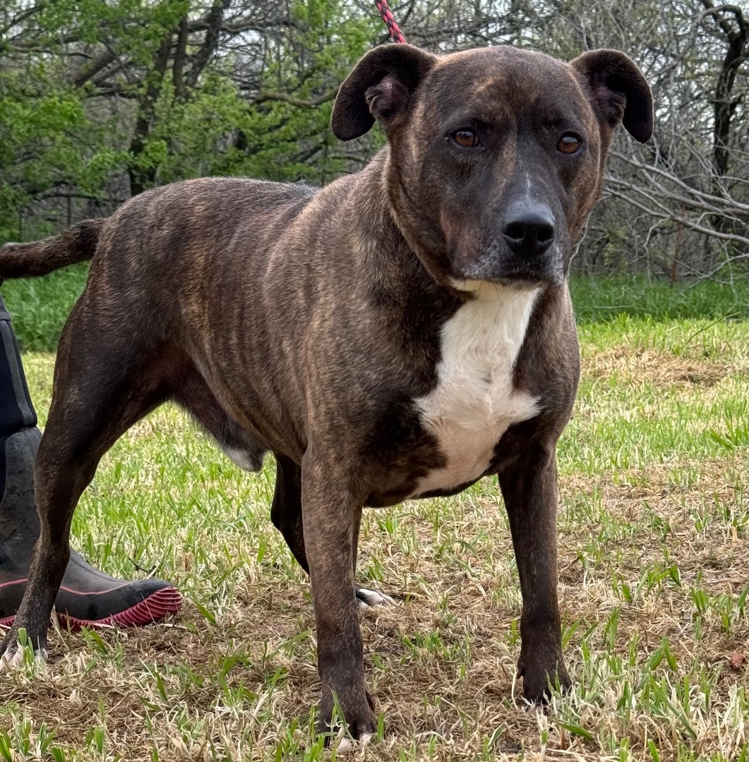 Enlarge Bondurant, a Adoptable mixed breed in Henrietta, TX image 1/4