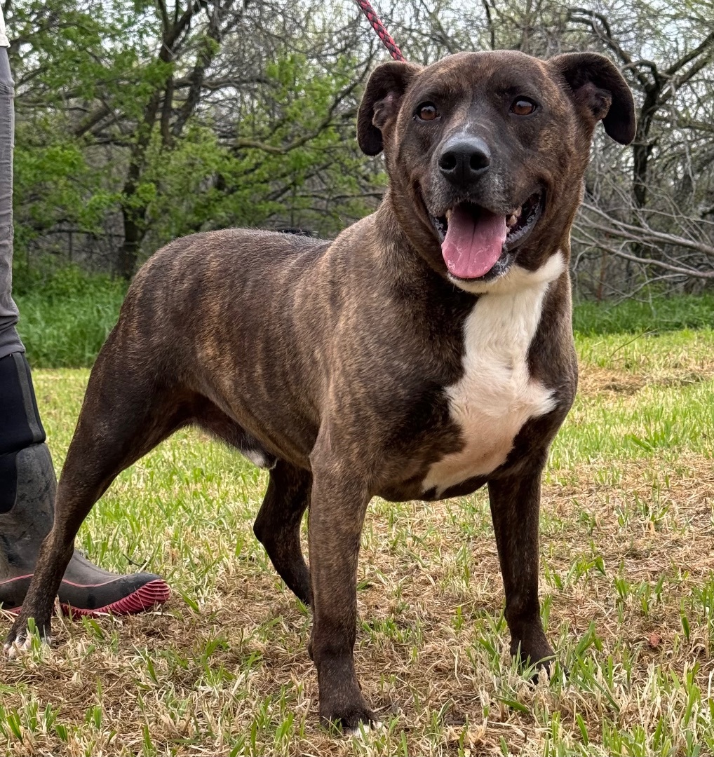 Enlarge Bondurant, a Adoptable mixed breed in Henrietta, TX image 2/4
