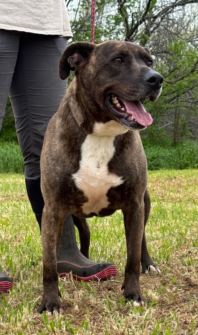 Enlarge Bondurant, a Adoptable mixed breed in Henrietta, TX image 4/4
