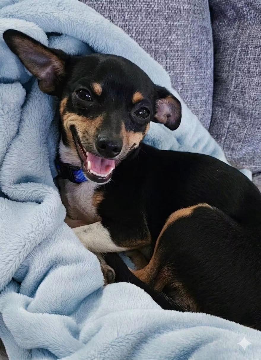 Rizzo, an adopted Chihuahua in Rockwall, TX image 4/4