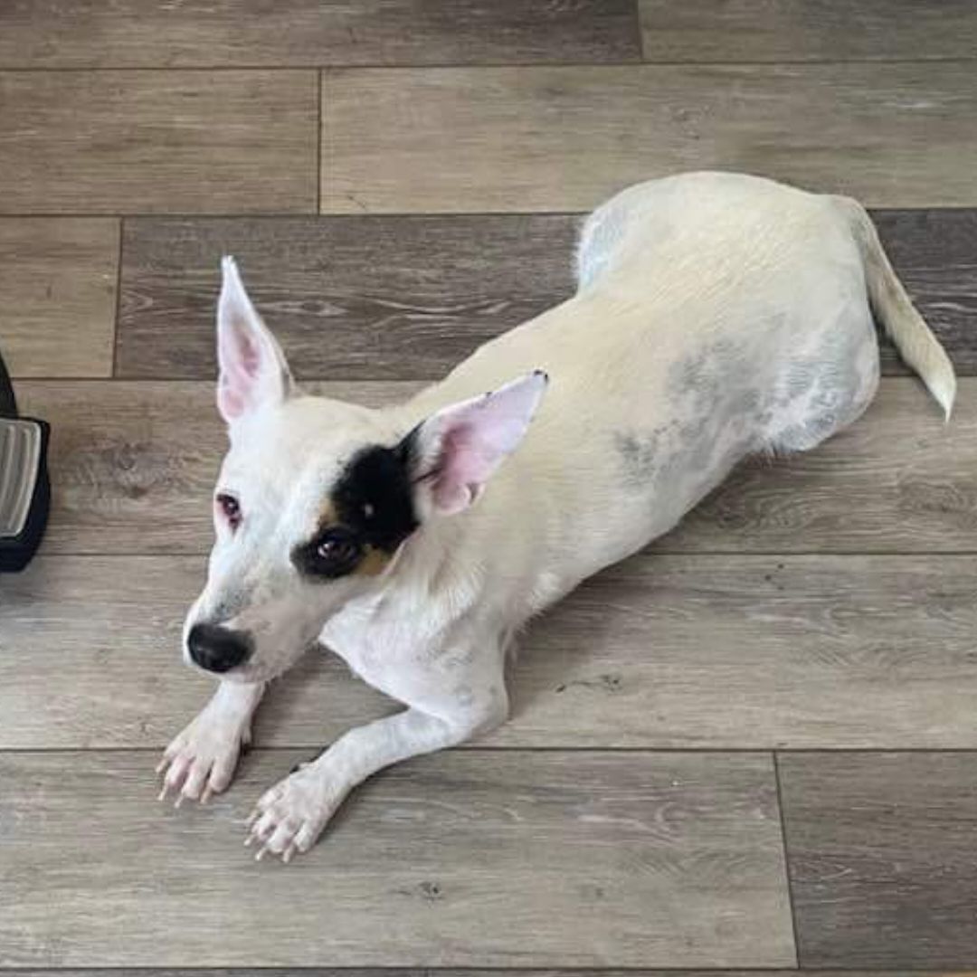 Piglet , a Adopted mixed breed in Killian, LA image 1/4