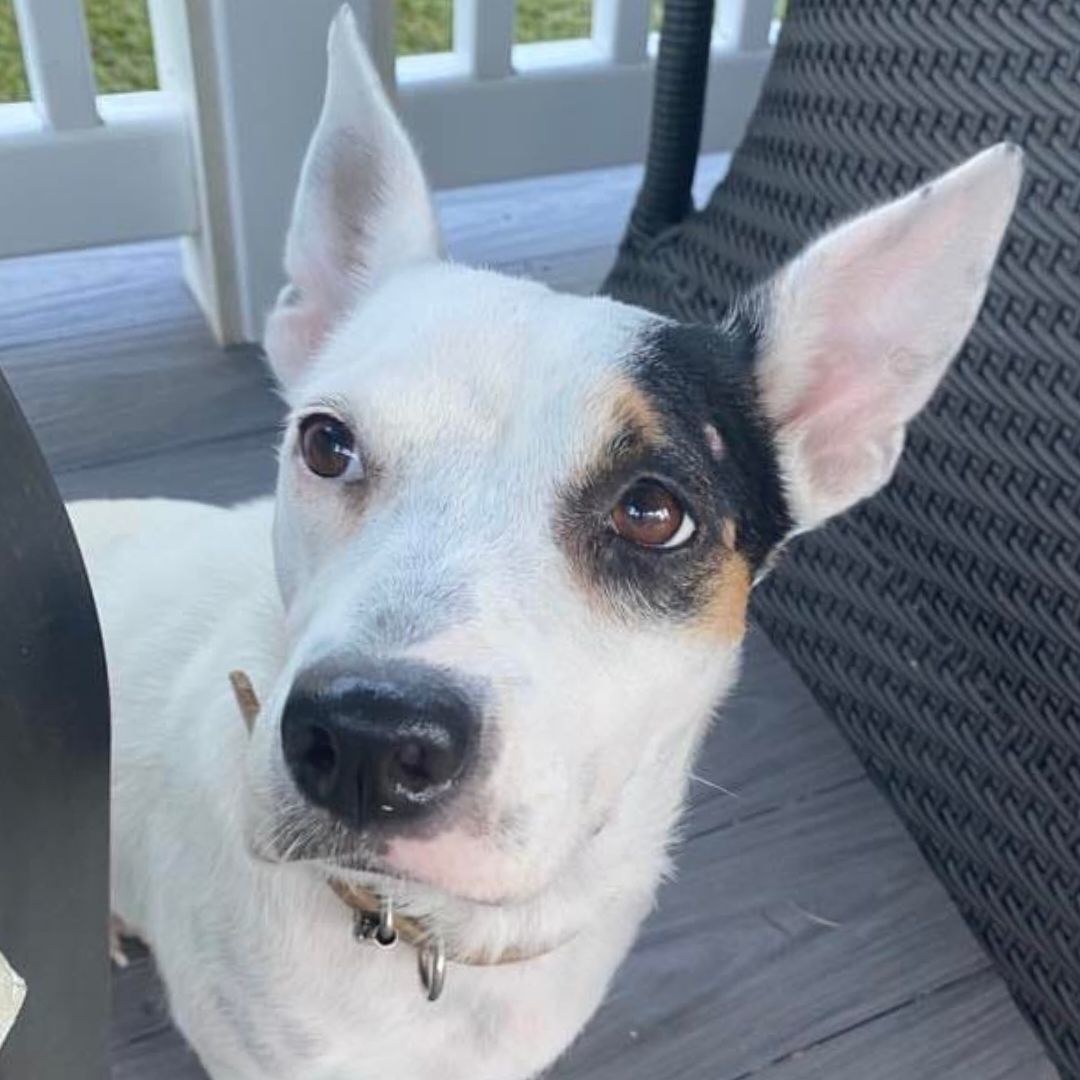 Piglet , a Adopted mixed breed in Killian, LA image 2/4