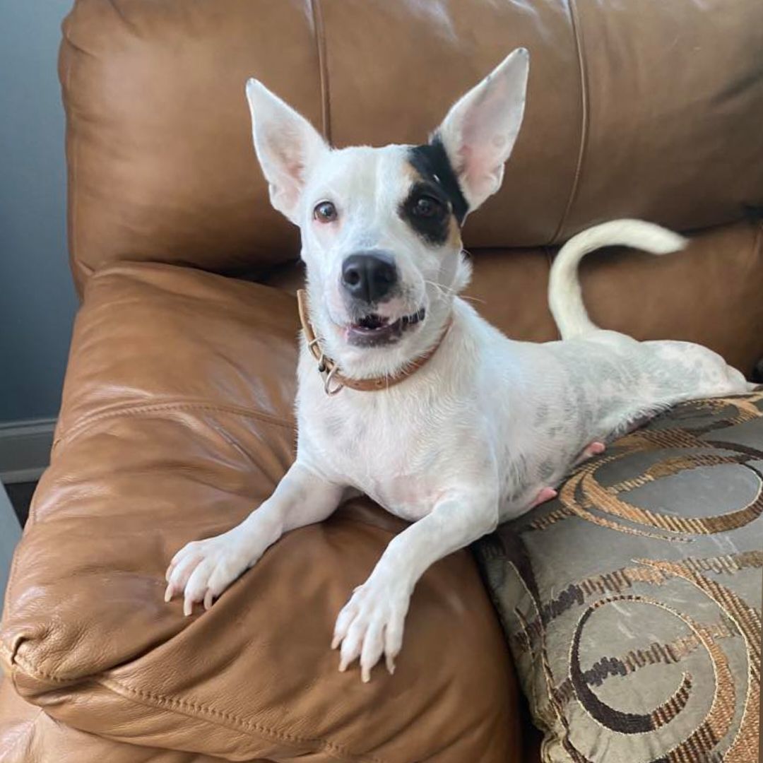 Piglet , a Adopted mixed breed in Killian, LA image 3/4