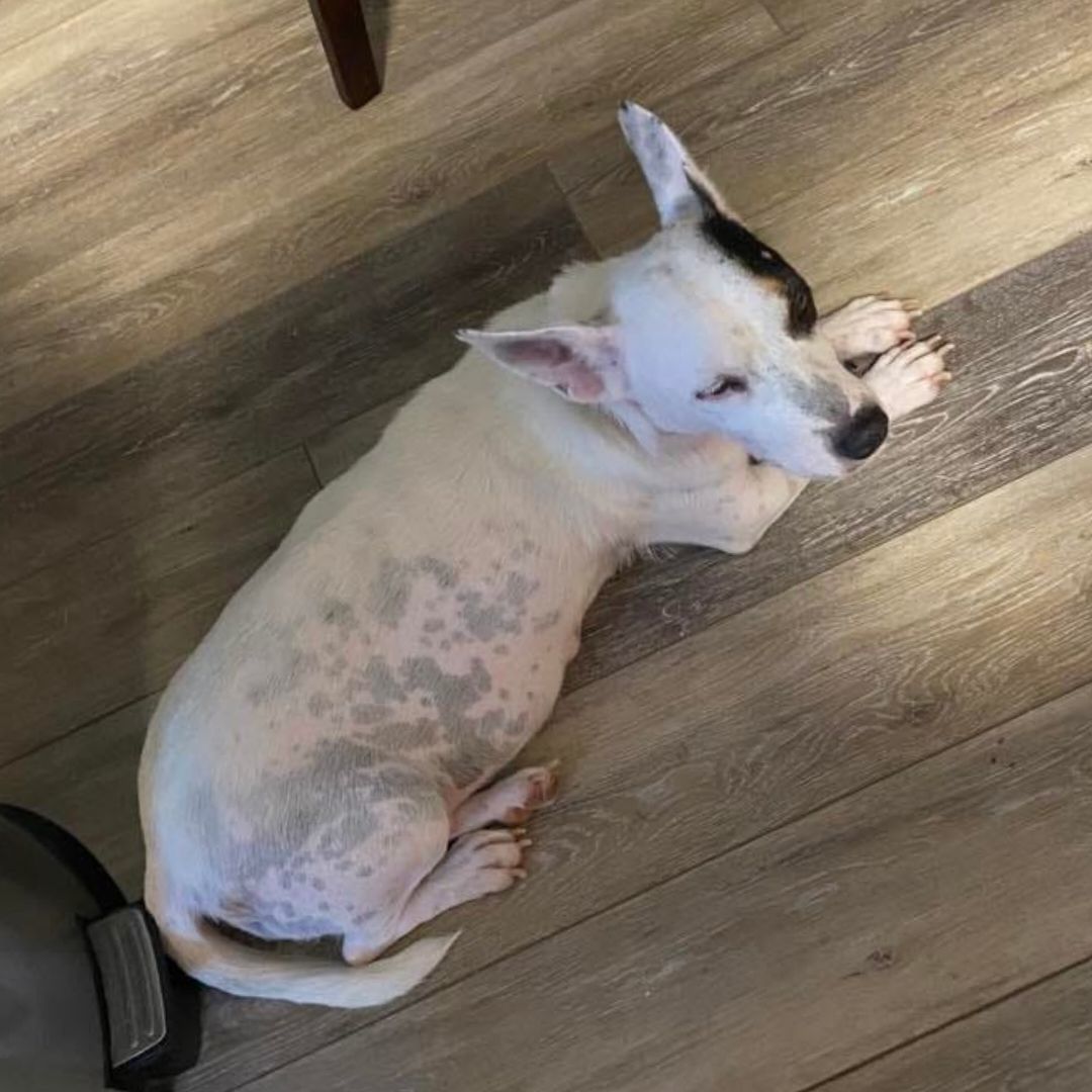 Piglet , a Adopted mixed breed in Killian, LA image 4/4