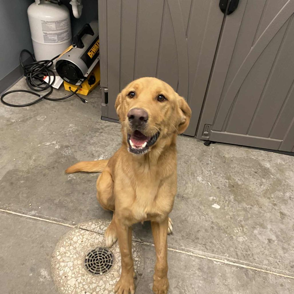 Chief, Adoptable, Adult Male Yellow Labrador Retriever.