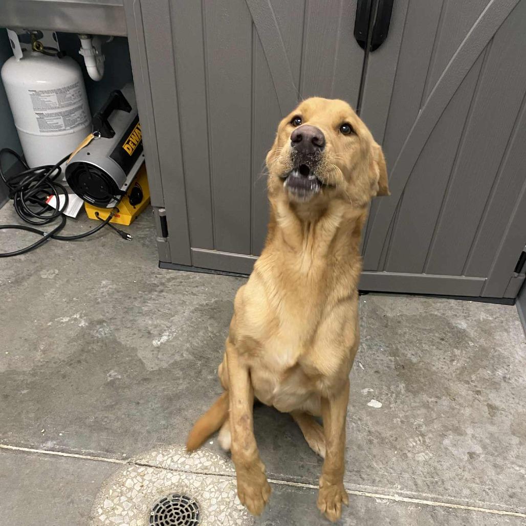 Chief, a Adoptable Yellow Labrador Retriever in Hannibal, MO image 2/2