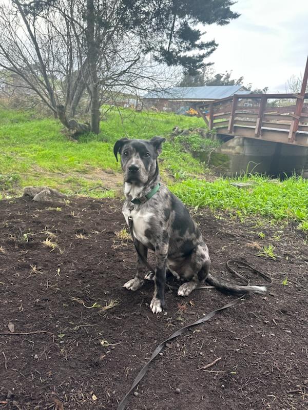 Enlarge Roscoe, a Adopted Australian Cattle Dog / Blue Heeler in Santa Rosa, CA image 1/1