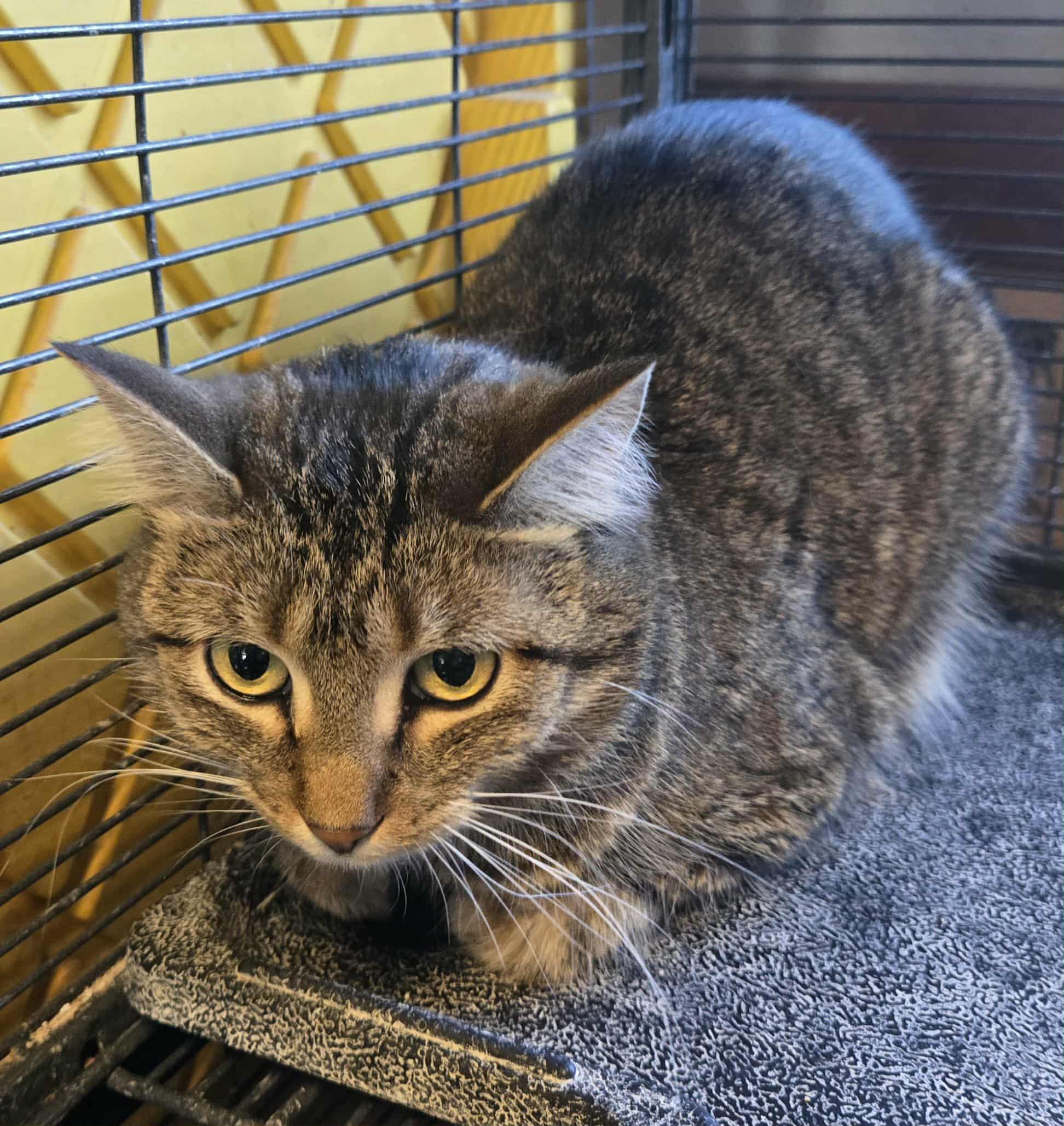 Emma, ADOPTABLE, Adult Female Domestic Short Hair.