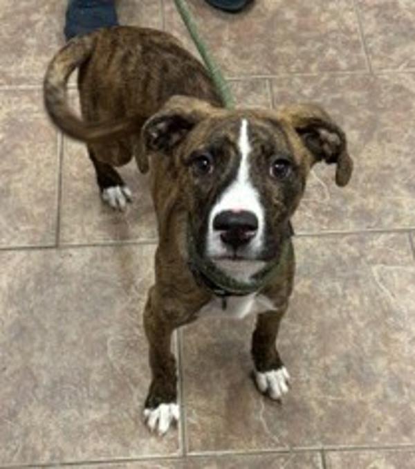 Enlarge Mason, a Adoptable mixed breed in Littleton, CO image 1/1