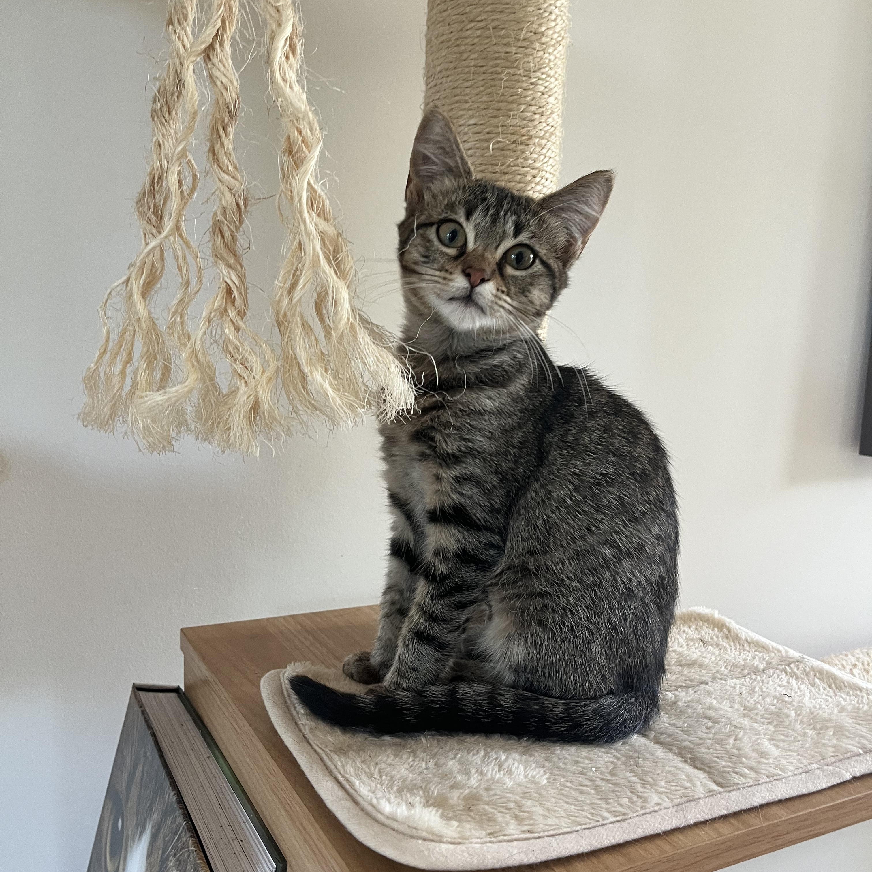 Annie, a ADOPTABLE Domestic Short Hair in Atlanta, GA image 2/5