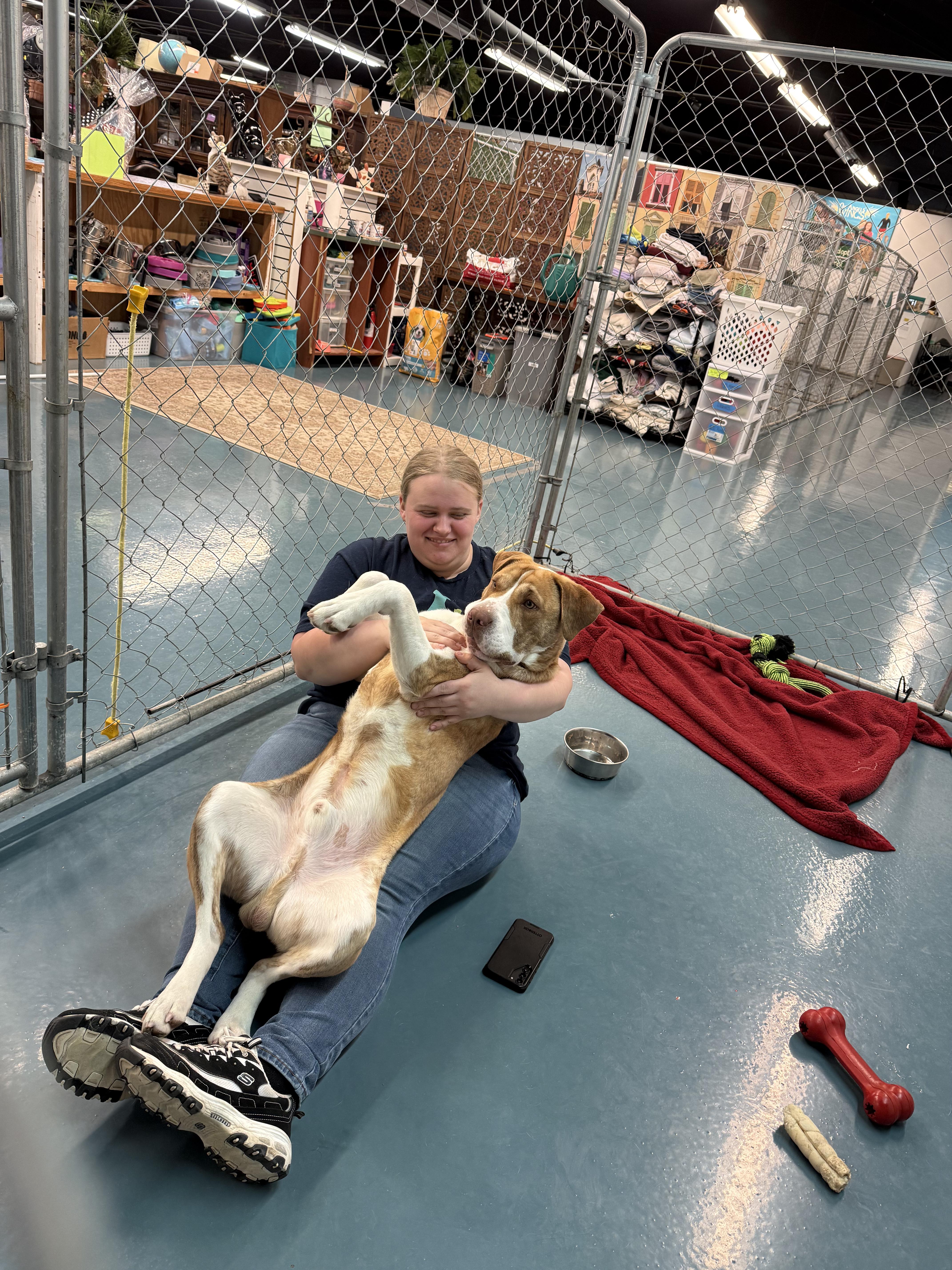 Enlarge Barney, a ADOPTABLE mixed breed in Crystal Lake, IL image 2/5