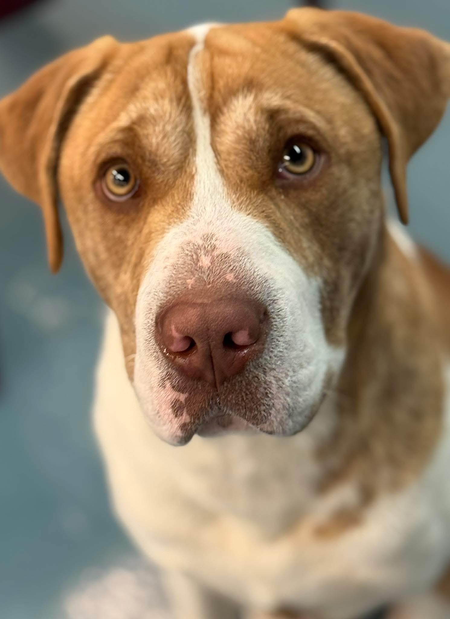 Barney, ADOPTABLE, Young Male Saint Bernard.