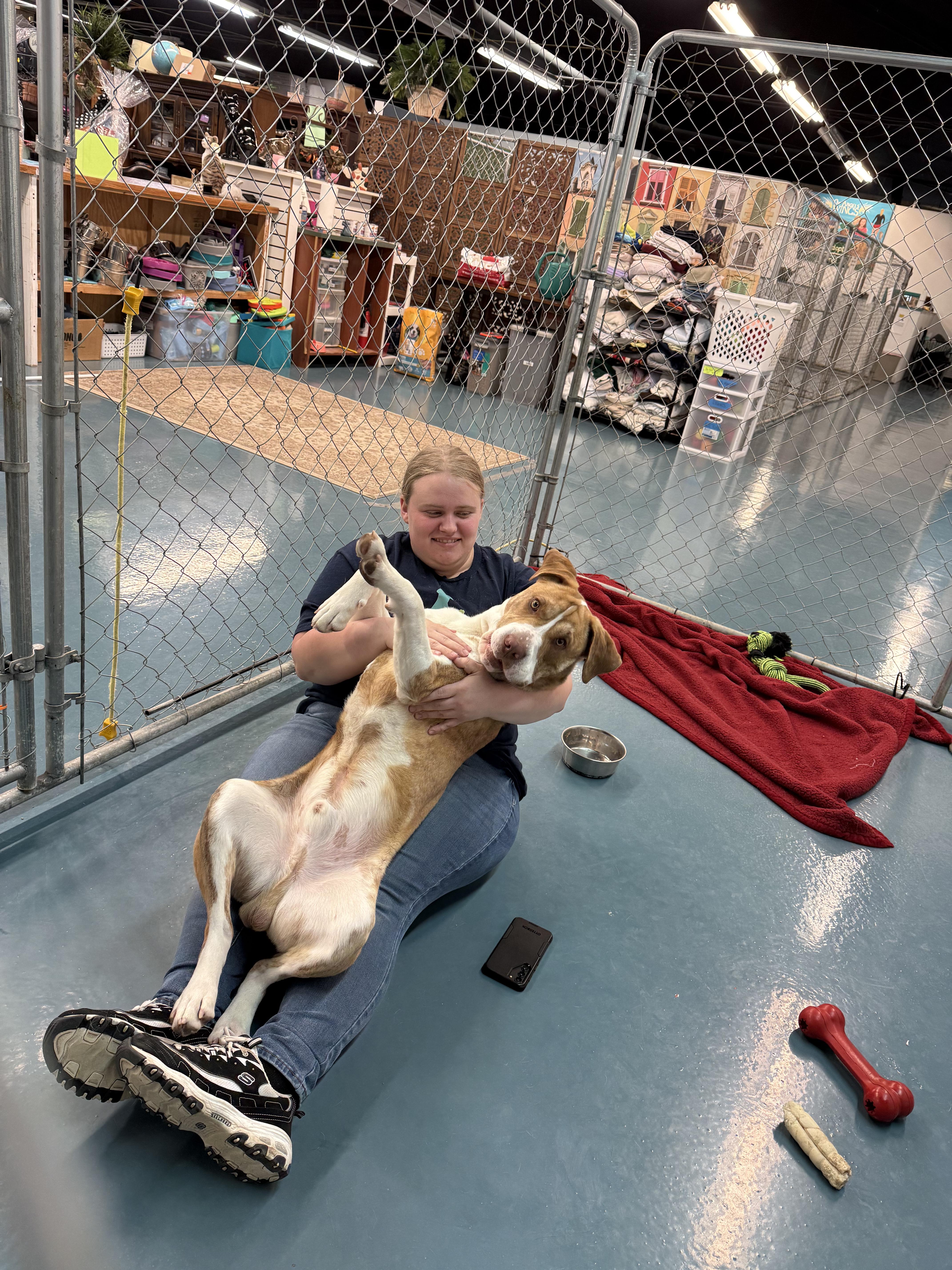 Enlarge Barney, a ADOPTABLE mixed breed in Crystal Lake, IL image 3/5