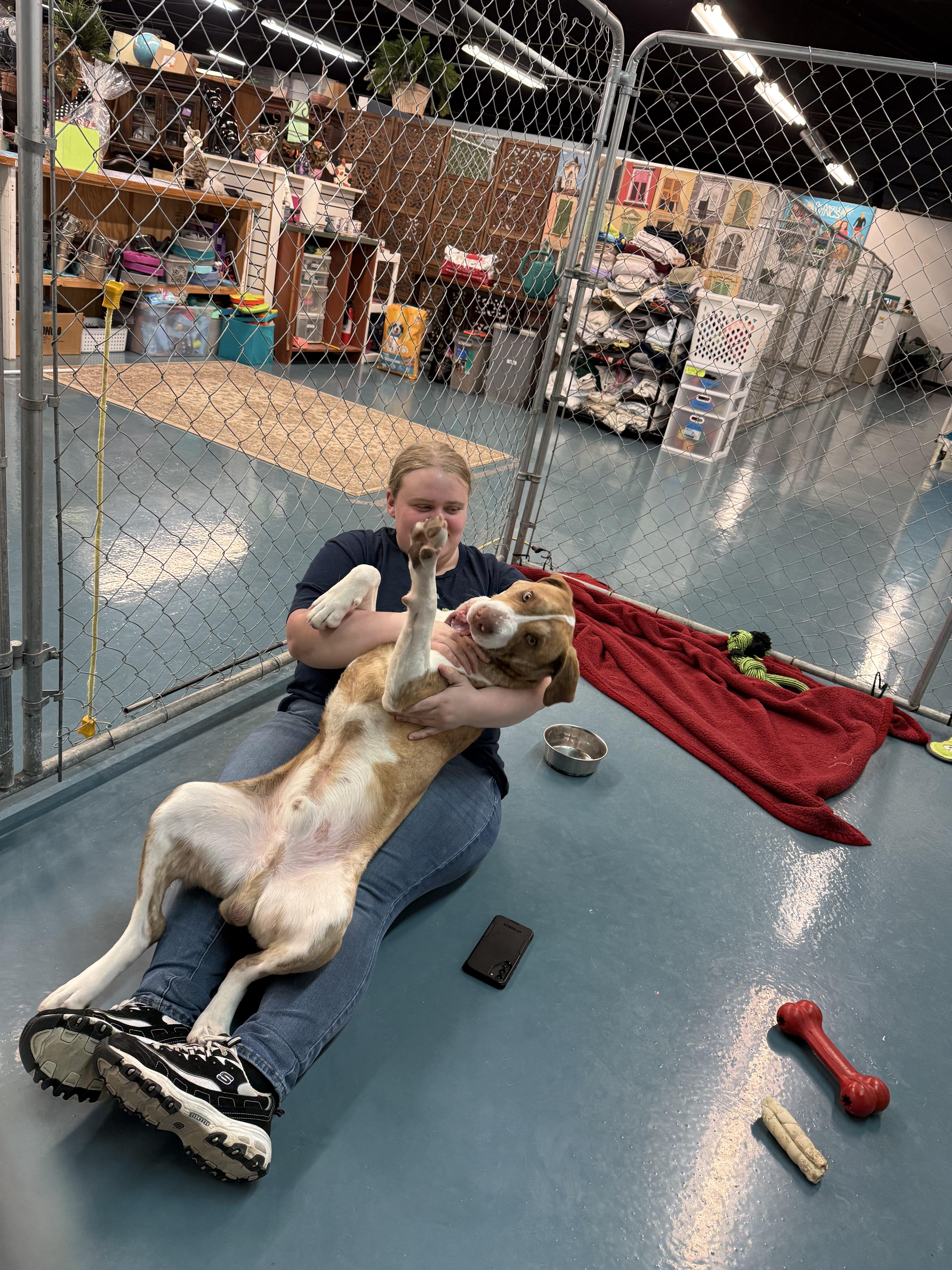 Enlarge Barney, a ADOPTABLE mixed breed in Crystal Lake, IL image 4/5