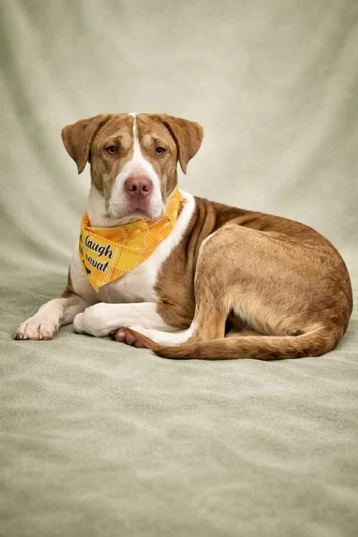Enlarge Barney, a ADOPTABLE mixed breed in Crystal Lake, IL image 5/5