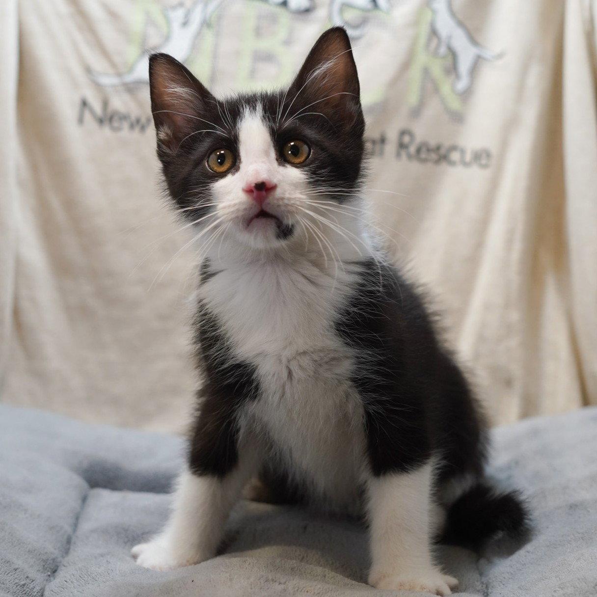 Ozzy, Adoptable, Kitten Male Tuxedo & Domestic Short Hair.