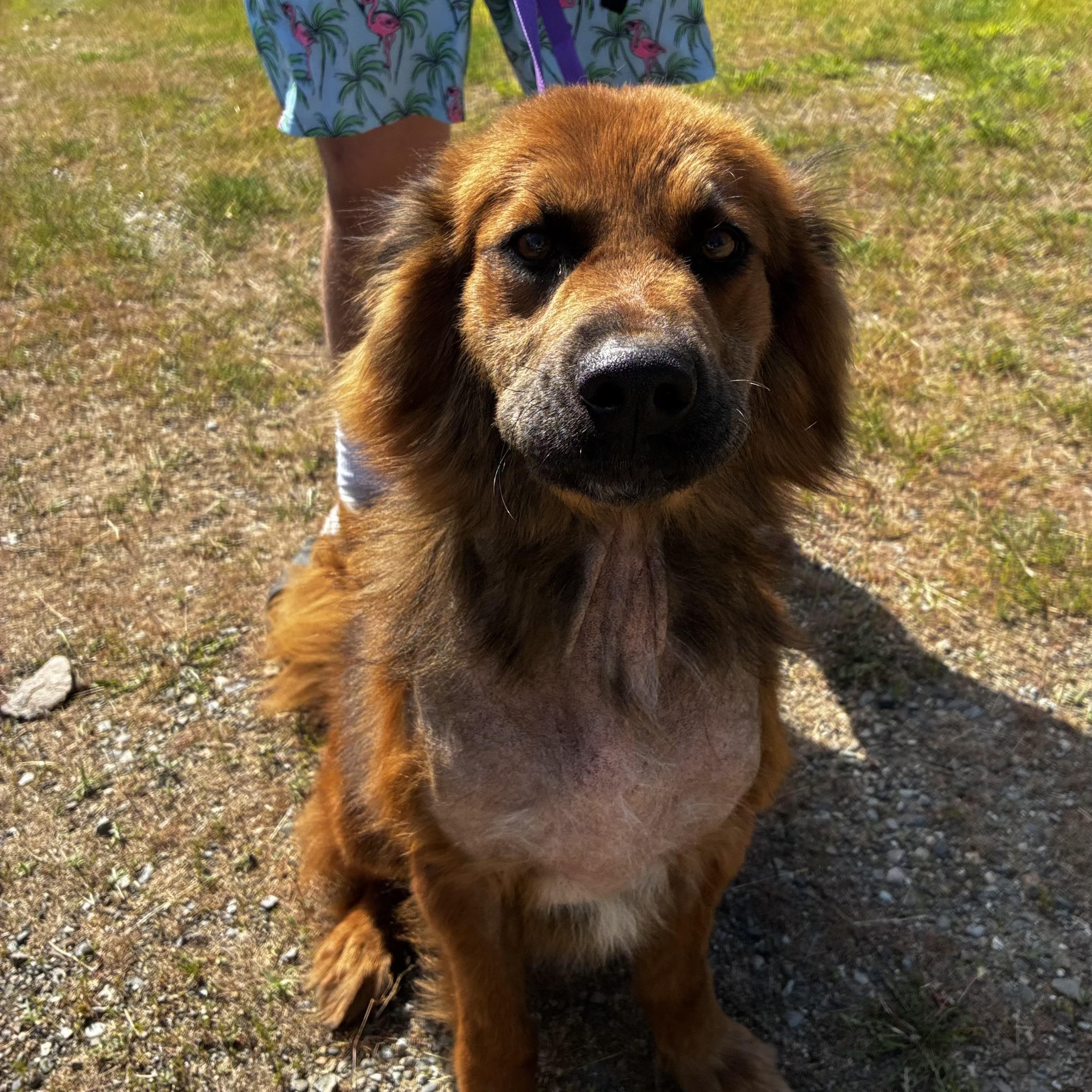 Fuzzie Bear, a ADOPTABLE mixed breed in Spokane, WA image 5/5