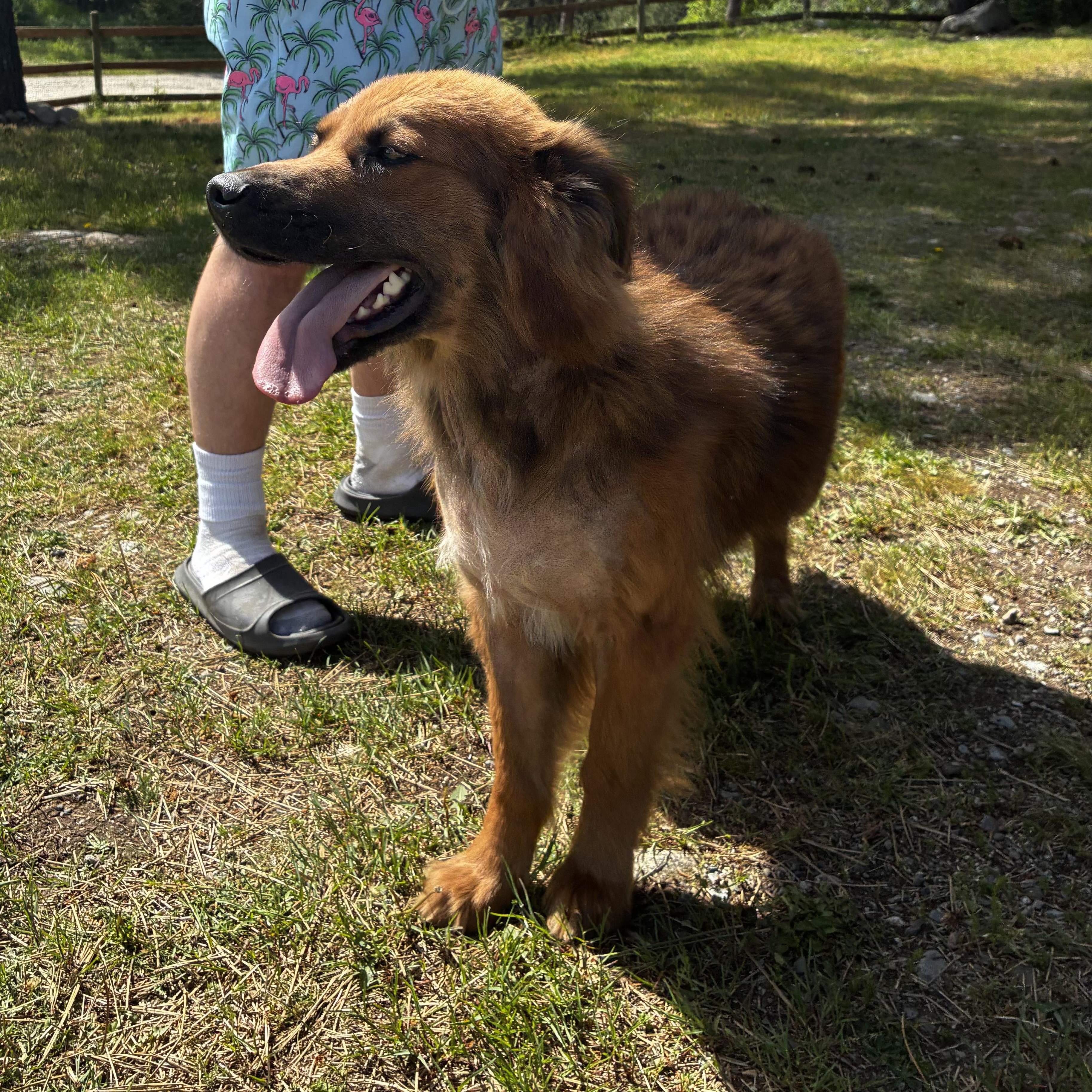 Fuzzie Bear, a ADOPTABLE mixed breed in Spokane, WA image 3/5
