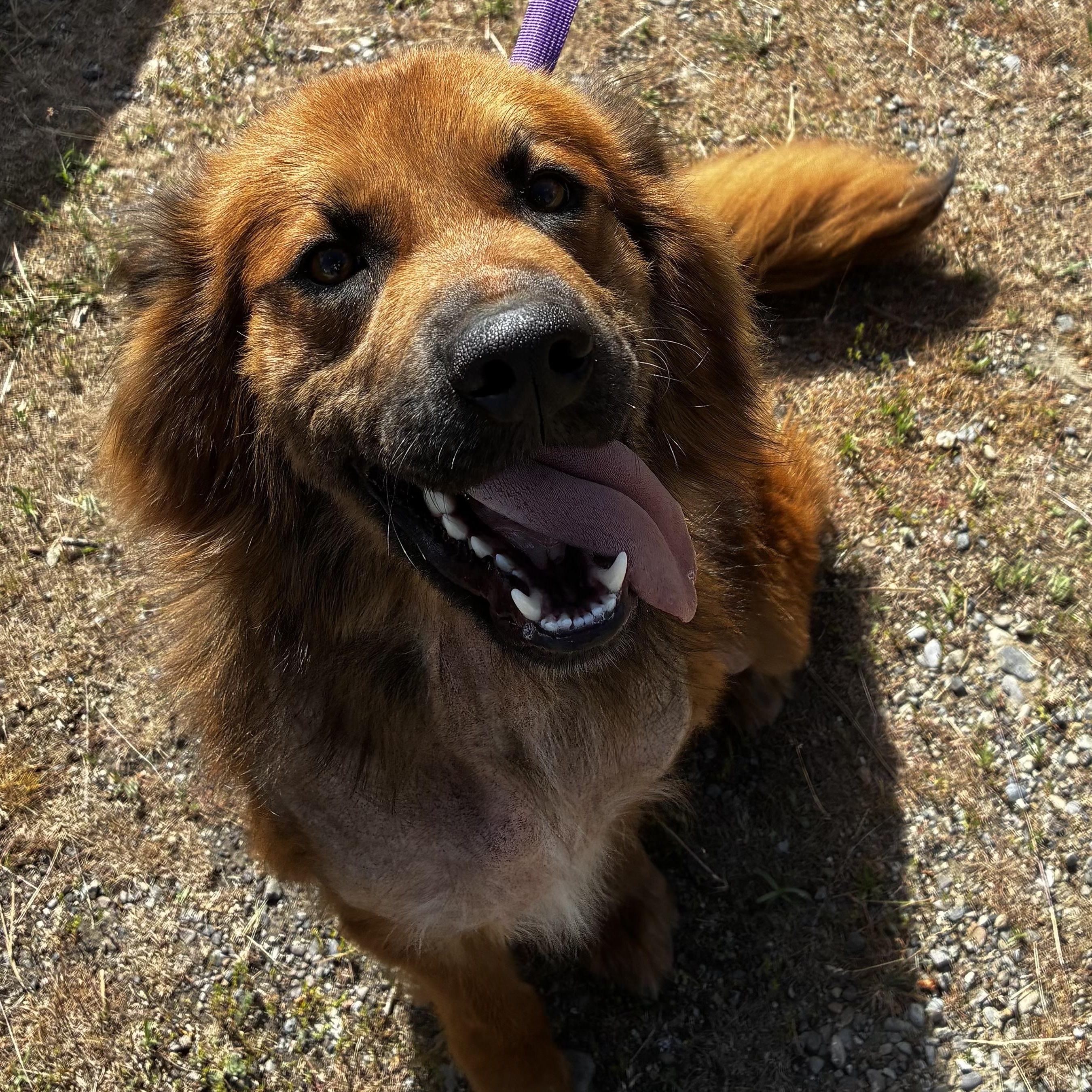 Fuzzie Bear, ADOPTABLE, Puppy Male Australian Shepherd.