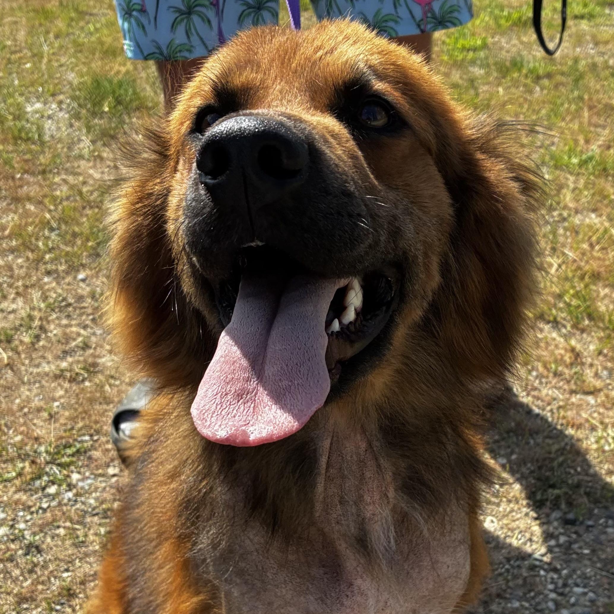 Fuzzie Bear, a ADOPTABLE mixed breed in Spokane, WA image 2/5