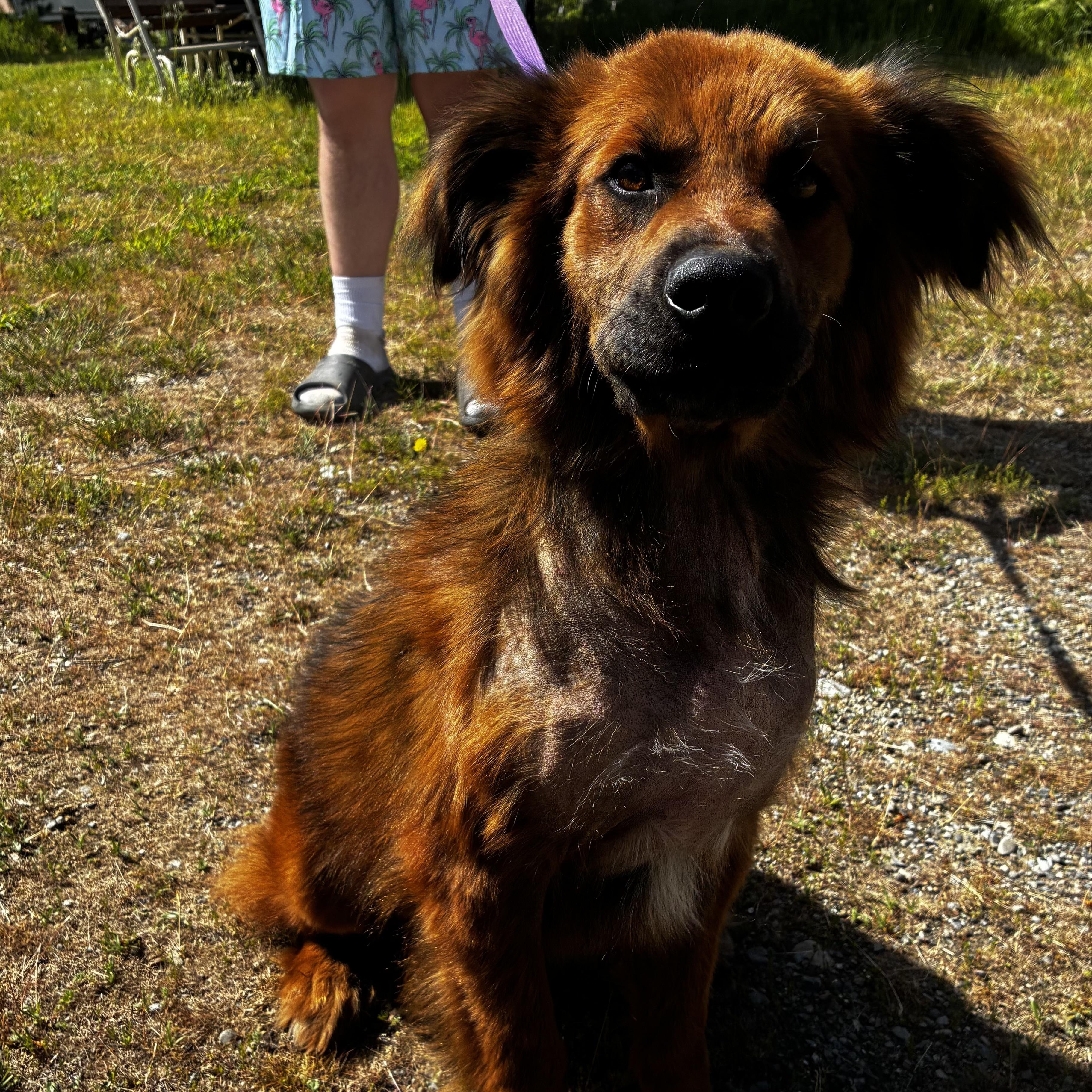 Fuzzie Bear, a ADOPTABLE mixed breed in Spokane, WA image 4/5