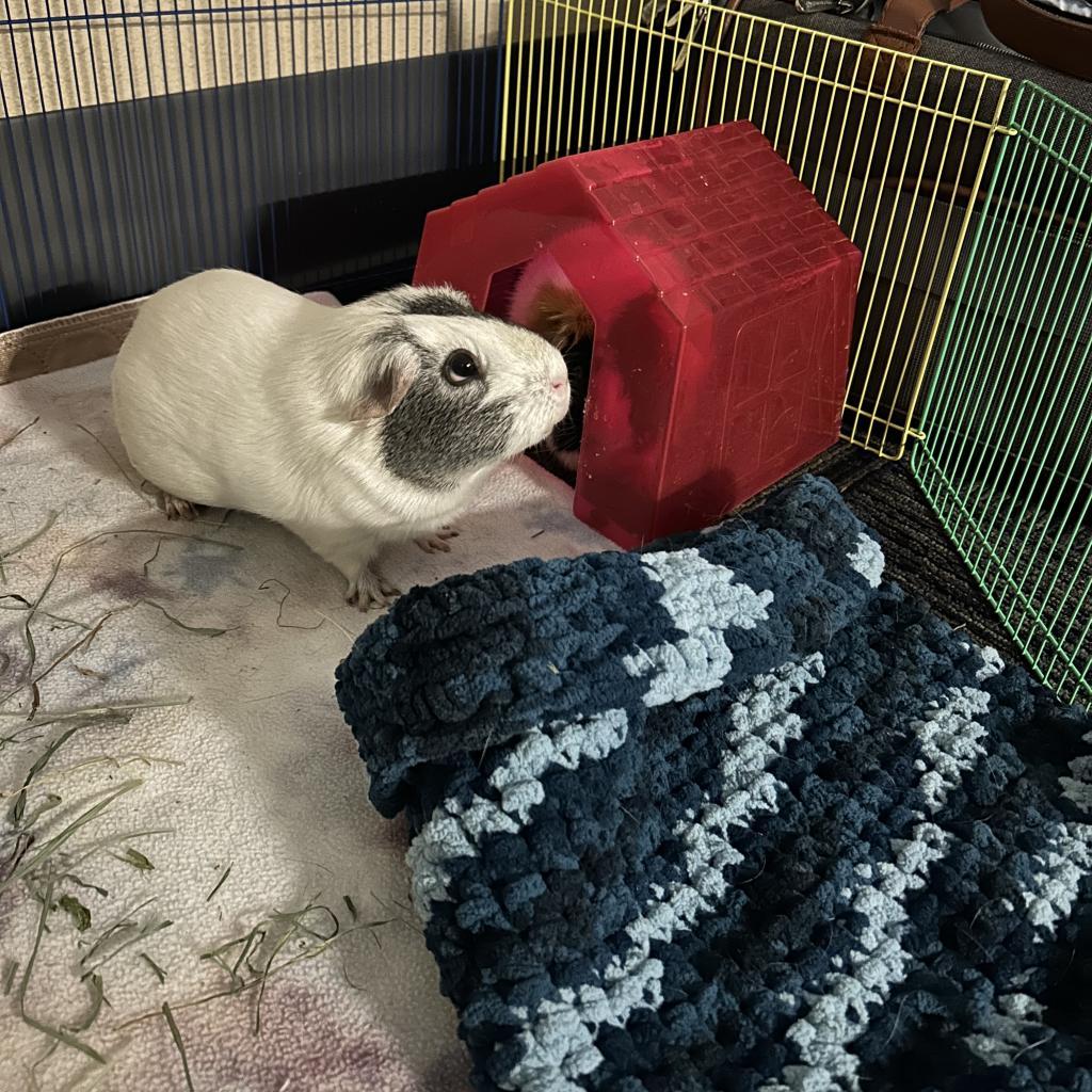 Marshmallow, Adoptable, Senior Female Guinea Pig.